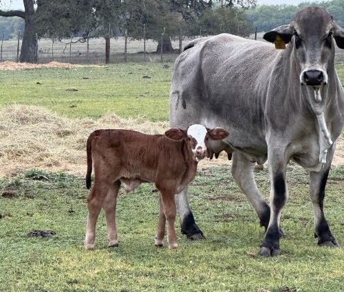 hill country cattle management and herd maintenance