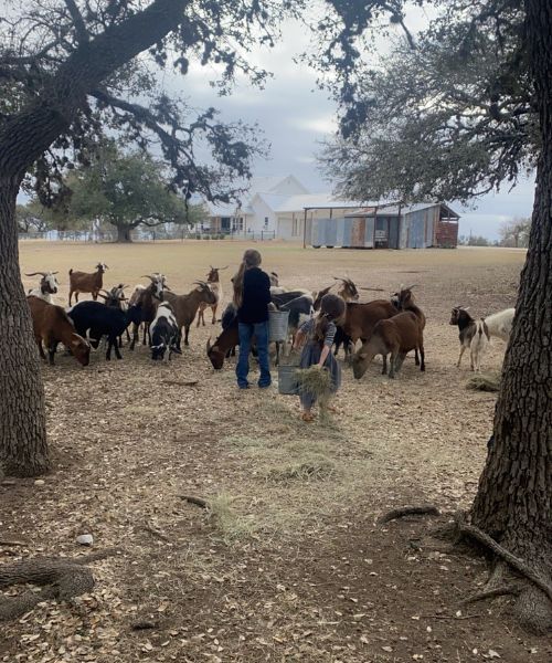 hill country livestock care and management services