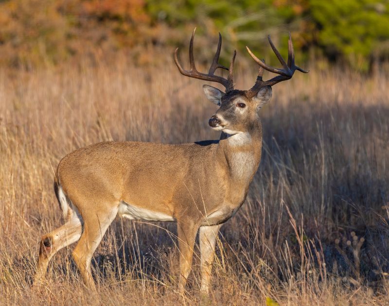 hunting lease management and wildlife control in the Hill Country