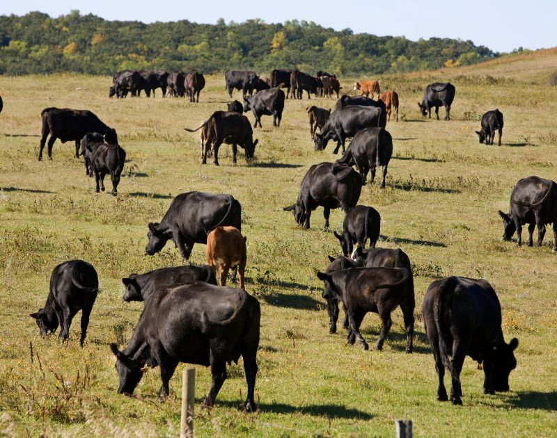 ranching services livestock maintenance and cattle care in the Hill Country