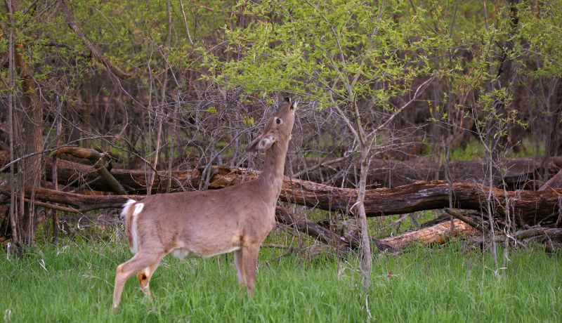 hunting property management in the Hill Country