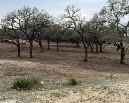 Land clearing services Bulverde Kerrville blanco Texas Hill Country