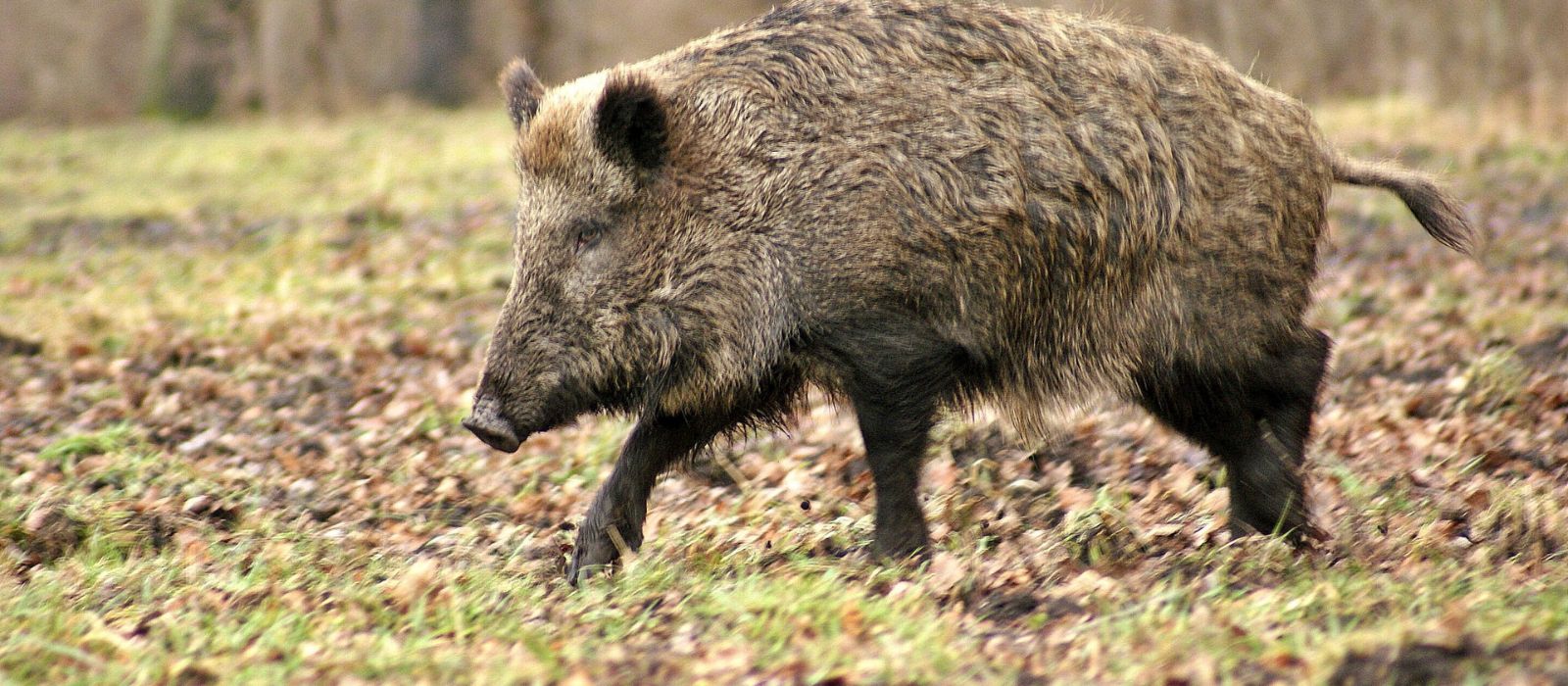 wild hog population control in the hill country