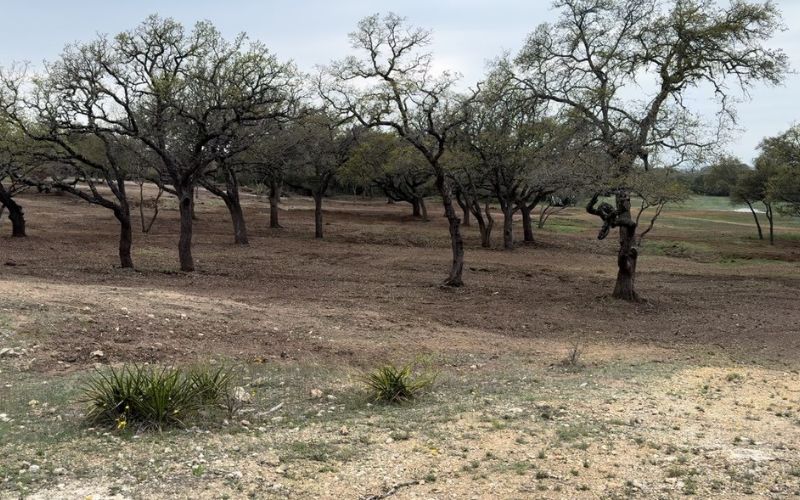 land clearing services blanco, tx hill country cedar removal