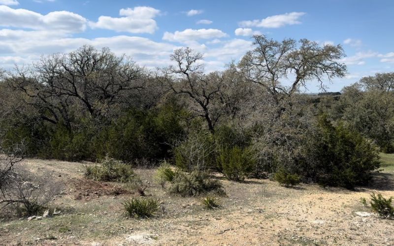 land clearing services blanco, tx hill country cedar removal