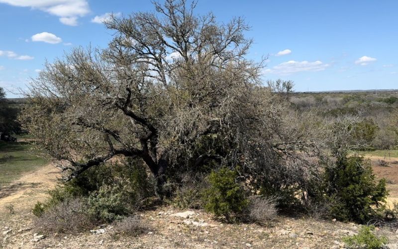 land clearing services blanco, tx hill country cedar removal